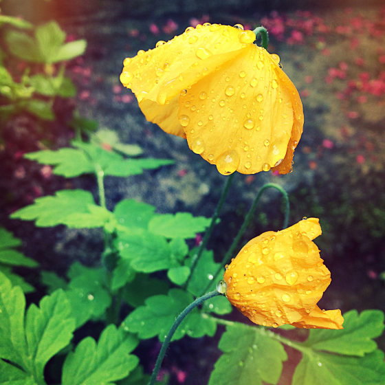 how to blur background on iPhone
